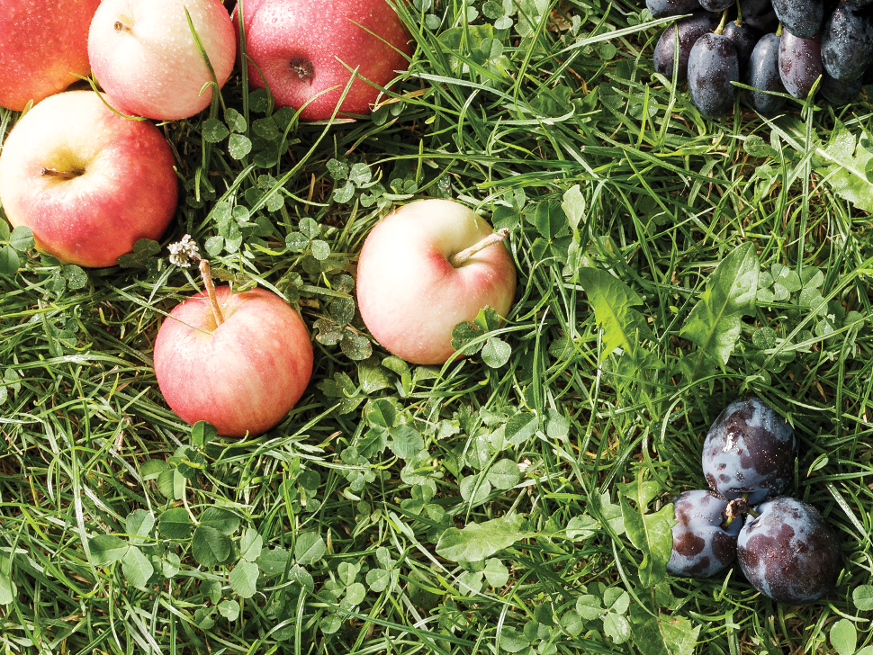 180824 Honeder Aktuelles Fruechte Zeit 2